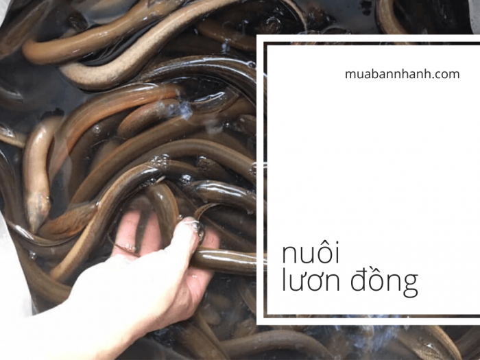 Nuôi lươn đồng kiểu mới - nông dân miền Tây nuôi trong can nhựa thả môi trường tự nhiên