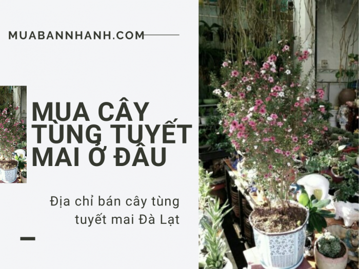 Mua cây tùng tuyết mai ở đâu? Địa chỉ bán cây tùng tuyết mai Đà Lạt từ nhà vườn trên MuaBanNhanh