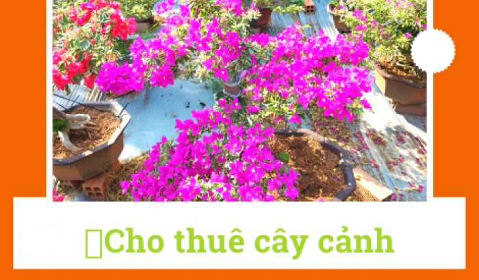 cho thuê cây cảnh