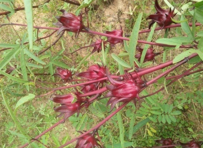 Hoa bụp giấm khô - MuaBanNhanh