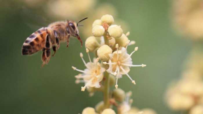 ong hoa nhãn