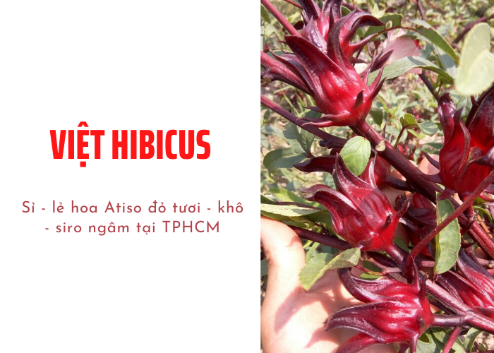 việt hibicus