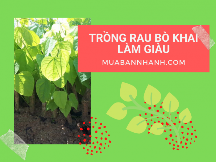 Trồng rau bò khai làm giàu - nhà vườn giống bò khai Tuyên Quang, Cao Bằng, Thái Nguyên, Lạng Sơn, Tây Nguyên