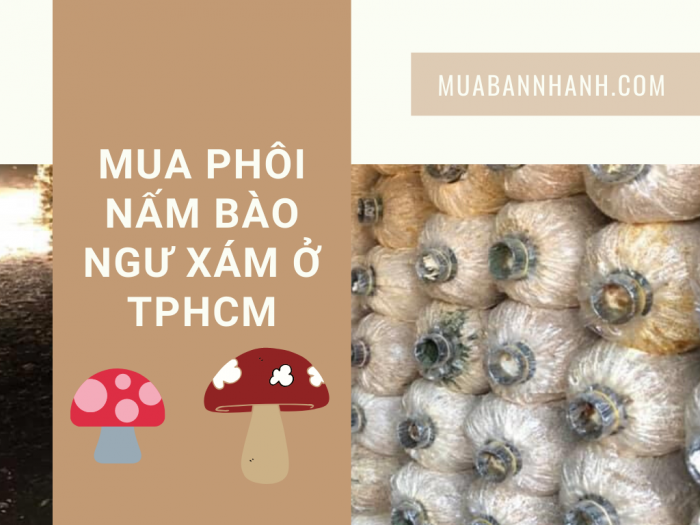 Mua phôi nấm bào ngư xám ở TPHCM, giao đầu tuần từ đối tác MuaBanNhanh