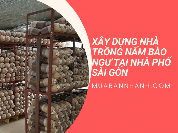 Ninh Bình Sản xuất nấm bào ngư xám mỗi tháng thu lãi 50 triệu