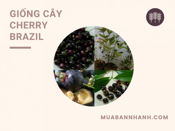 Cây Cherry Mỹ có trồng được ở Việt Nam không? Vì sao cây Cherry Brazil phù hợp cho điều kiện nhiệt đới ở miền Nam