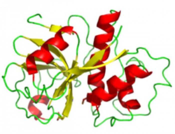 Papain, Papain Enzyme, ứng dụng của Papain Enzyme, định lượng Papain trong quả đu đủ