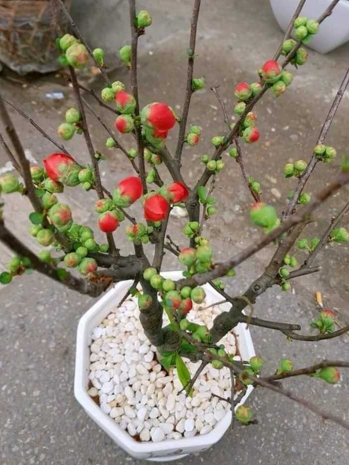 Cây hoa mai đỏ bonsai, cây hoa mai đỏ Nhật Bản, cách chăm sóc cây hoa mai đỏ