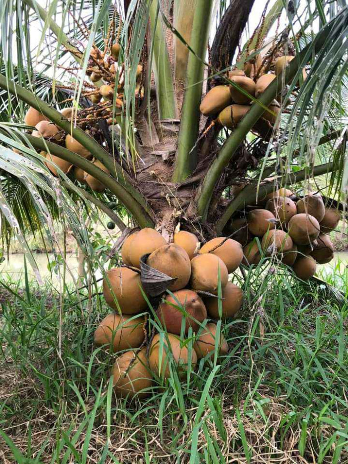 Các giống dừa ở Việt Nam, giống dừa cao sản, giống dừa nhanh ra trái, giống dừa mới nhất, giống dừa ngon nhất, giống dừa lùn cao sản, giống dừa mới cho năng suất cao trên MuaBanNhanh