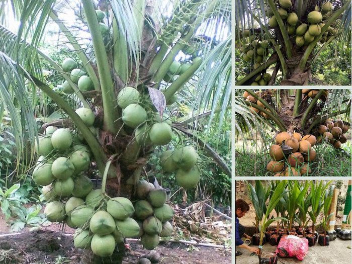 Top các loại dừa xiêm uống nước ngon nhất - Cơ sở dừa giống ngắn ngày, siêu trái, cao sản từ TPHCM