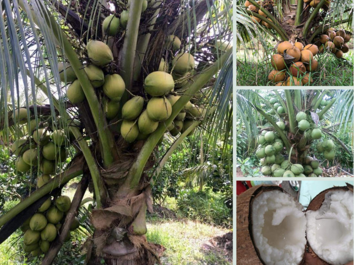 Top các giống dừa xiêm dừa khô có giá trị kinh tế cao, nhanh ra trái từ vườn ươm TPHCM