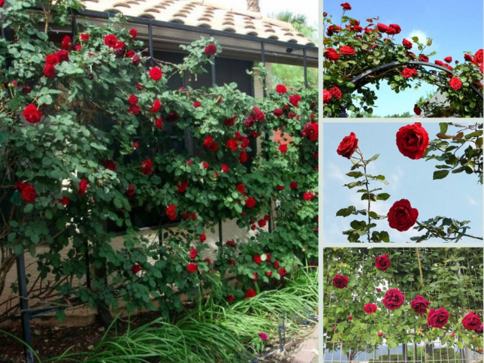 Nhà vườn bán gốc hồng cổ Hải Phòng - Tư vấn cách chăm sóc, cắt tỉa, uốn, làm giàn, xử lý lúc không ra hoa