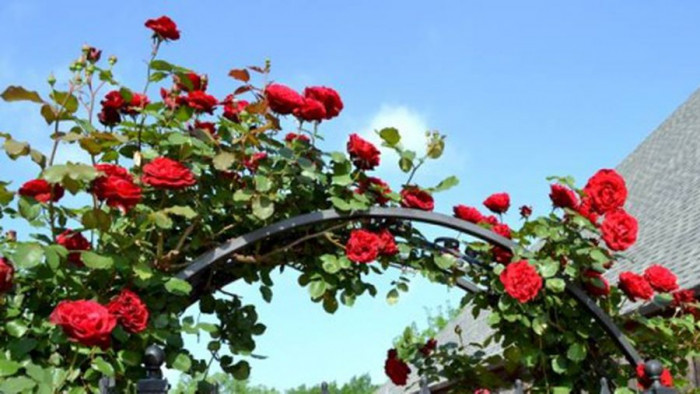 Bán cây hoa hồng cổ hải phòng, hoa hồng leo đẹp