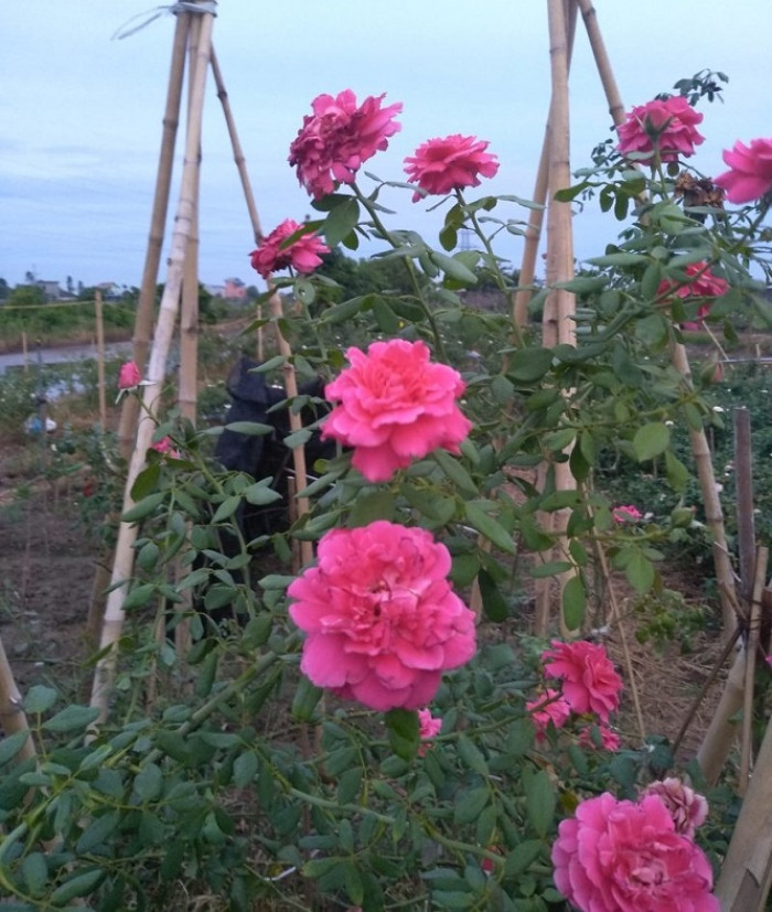  Vườn hoa hồng Hải Phòng, vườn hoa hồng ở Hải Phòng, vườn hồng Hải Phòng, vườn hồng ở Hải Phòng, hồng leo cổ Hải Phòng giá bao nhiều