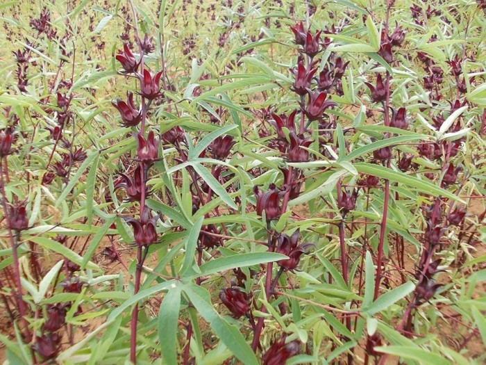Mua hoa Atiso đỏ ở Hà Nội, hoa Atiso đỏ nấu nước uống, hoa Atiso đỏ sấy khô
