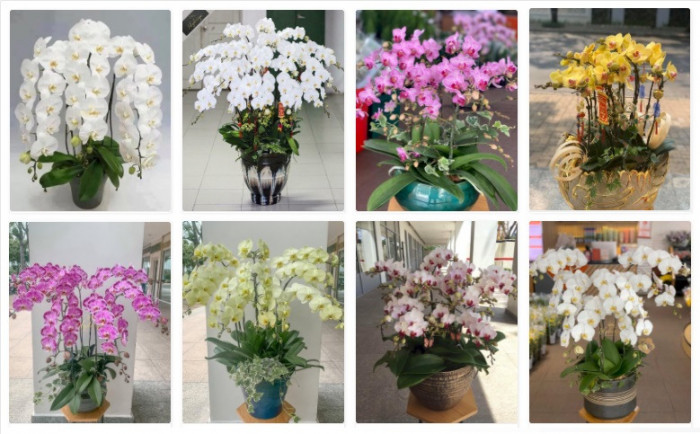 Nơi bán hoa lan hồ điệp Tết 2022 TPHCM: Hoa lan hồ điệp trắng, tím, vàng, hồng, cam, đốm trắng tím, đột biến và nhiều màu