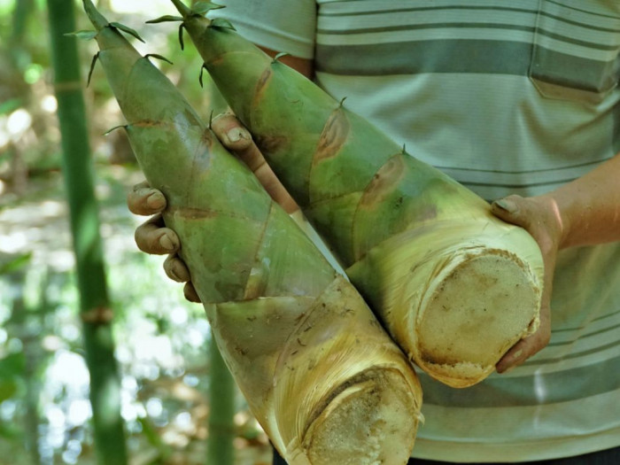 Nhà giáo về hưu làm giàu từ trồng măng tre  Báo Đắk Lắk điện tử