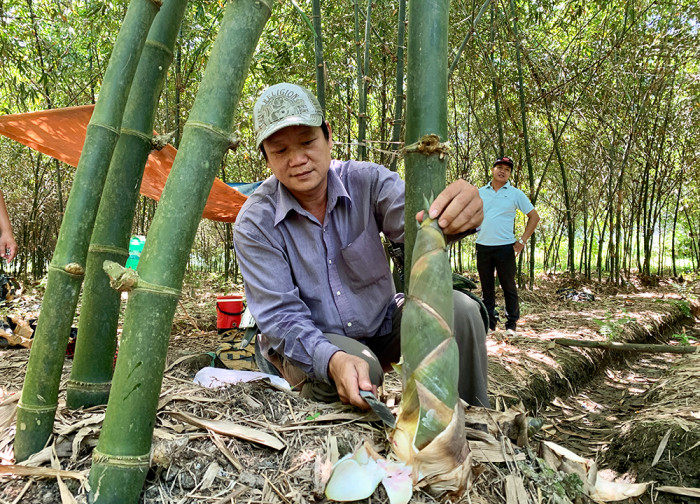 Nông dân thu hoạch măng tre Tứ Quý. Nguồn: Báo An Giang