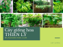 Mua giống hoa thiên lý ở đâu - Cây giống hoa thiên lý TPHCM trên MuaBanNhanh