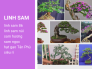 Cây linh sam có mấy loại? Cây linh sam 86, linh sam núi, sam hương, sam ngọc, hạt gạo Tân Phú, siêu rẻ trên MuaBanNhanh