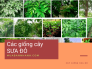 Giống cây sưa đỏ có mấy loại? Mua ở đâu? Nhận biết cây sưa đỏ và sưa trắng, đặc điểm từng loại