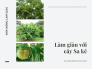 Trồng cây sa kê làm giàu - Tìm hiểu về cây sa kê, cách giâm cành cây sa kê chia sẻ từ vườn ươm trên MuaBanNhanh