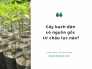 Cây bạch đàn có nguồn gốc từ châu lục nào? Cây bạch đàn dùng để làm gì?