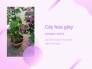 Cây hoa giấy có trồng trong nhà được không? Cây hoa giấy và phong thủy - Cây hoa giấy hợp tuổi nào?