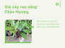 Giá cây rau sắng Chùa Hương - Địa chỉ bán cây sau sắng online trên cộng đồng thích trồng cây tại MuaBanNhanh