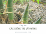 Các giống tre lấy măng - Ở đâu bán giống tre Mạnh Tông, Tứ Quý, Điền Trúc, Bát Độ