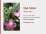 Giá cây sim cảnh đẹp trồng chậu trang trí sân vườn, công viên, biệt thự, homestay - Chợ cây cảnh online MuaBanNhanh