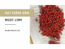 Hạt giống sâm Ngọc Linh bán ở đâu? Cách ươm hạt giống sâm Ngọc Linh