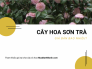 Mua bán cây hoa sơn trà từ chợ cây và hoa MuaBanNhanh