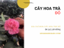 Giá bán cây hoa trà đỏ, địa chỉ mua cây hoa trà đỏ Đà Lạt, Lâm Đồng trên MuaBanNhanh