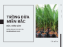 Làm giàu từ trồng dừa xiêm lùn ở miền Bắc - Mô hình trồng dừa ở Thanh Hóa
