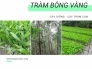 Mua bán cây giống tràm bông vàng - thu gỗ tràm bông vàng tiền tỷ trong 10 năm