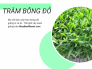 Địa chỉ bán cây tràm bông đỏ giống sỉ và lẻ - Thế giới cây xanh giống trên MuaBanNhanh