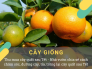 Thu mua cây quất sau Tết - Nhà vườn chia sẻ cách chăm sóc, dưỡng cây, tỉa, trồng lại cây quất sau Tết