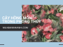 Ý nghĩa cây hồng môn trong phong thủy - Cây hồng môn đặt ở đâu trong nhà? Có độc không? Hợp với tuổi nào, mệnh gì?