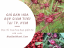 Giá bán hoa bụp giấm tươi ở TPHCM - Địa chỉ mua đài hoa bụp giấm từ nhà vườn trồng chuyên canh