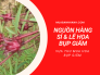 Nguồn hàng sỉ & lẻ hoa bụp giấm khô trực tiếp từ nhà vườn trồng, vựa thu mua hoa bụp giấm Bình Thuận, Lâm Đồng, Sapa