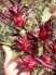 Cung cấp Hoa Atiso Đỏ (Hibiscus, Bụp Giấm) TPHCM
