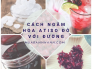 Cách ngâm hoa atiso đỏ với đường, làm sao để giòn, công dụng, bảo quản, để được bao lâu?