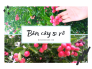 Mua giống cây siro ở đâu? Giá cây, hạt siro giống nhà vườn TPHCM