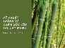 Kỹ thuật trồng và chăm sóc cây măng tre đạt năng suất cao