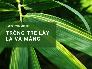 Trồng tre lấy lá - Giống tre lá to, nhiều lá, thu cả măng lẫn lá