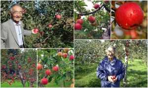 Chấn động Nhật Bản: Người nông dân mất 11 năm để trồng được và tạo nên kỳ tích