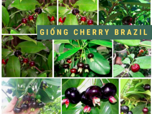 Mua cây cherry ở đâu TPHCM - cây giống cherry Brazil chịu nhiệt, khỏe mạnh không sâu bệnh, phù hợp thời tiết Việt Nam