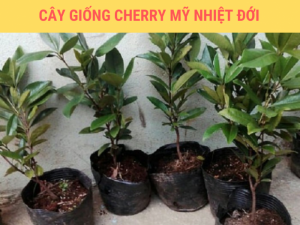 Mua bán cây giống Cherry Mỹ nhiệt đới trồng được ở Việt Nam theo đường kính gốc - so sánh giá bán các nhà vườn chuyên canh