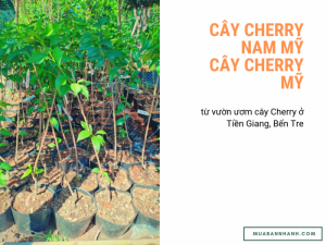 Cách mua cây Cherry Nam Mỹ, cây Cherry Mỹ nhiệt đới từ vườn ươm cây Cherry ở Tiền Giang, Bến Tre